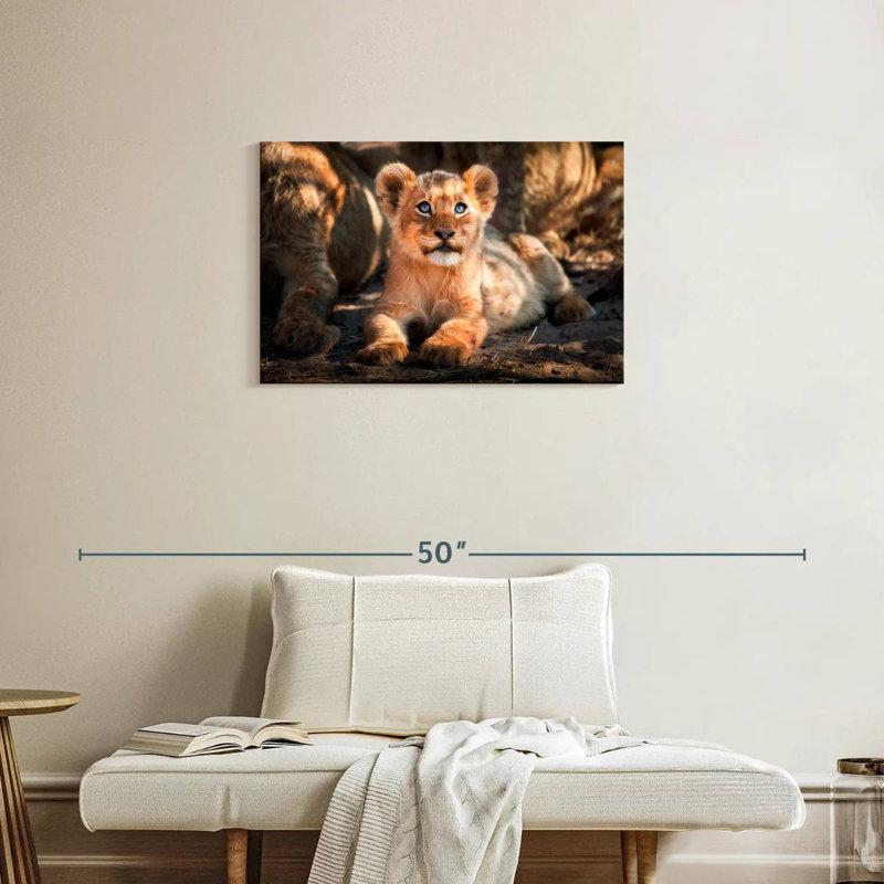Lion safari Brampt, H 20 po x l 30 po
