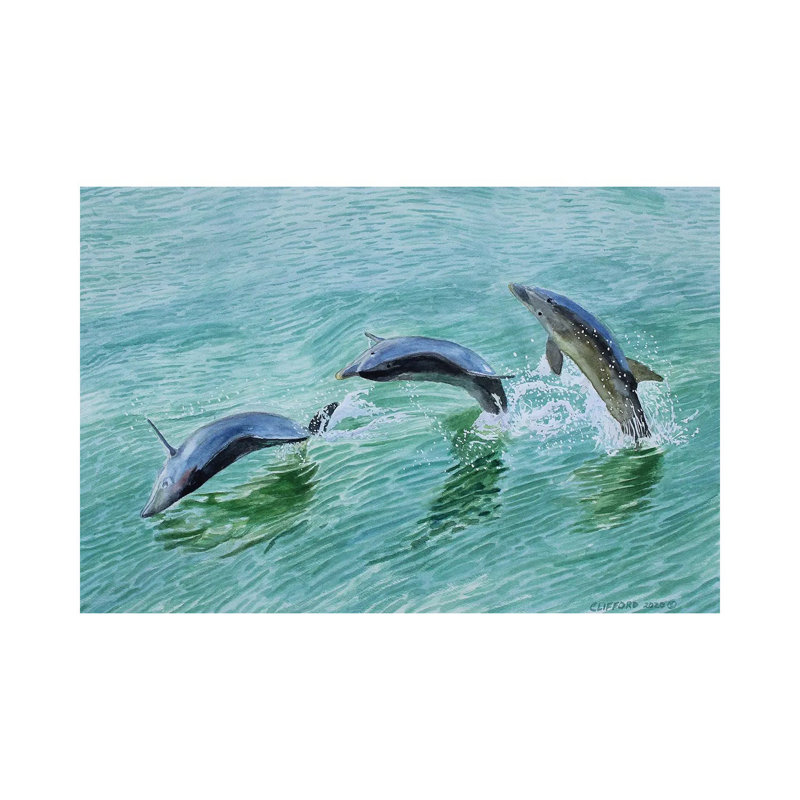 Dolphin Splash - Wrapped Canvas Print