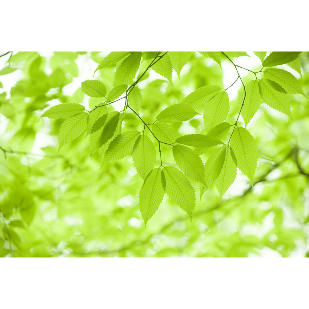 Green Leaves von Ooyoo - Druck auf Leinwand ohne Rahmen