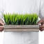 Jerrold 14 cm Artificial Grass in Planter