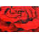 Tapis floral rouge Baseeth