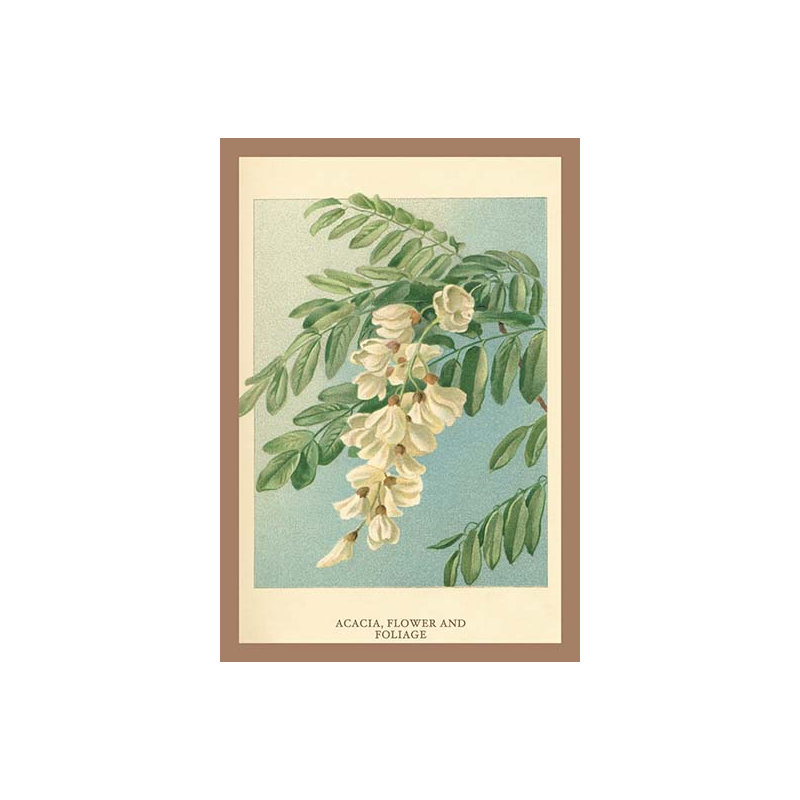 « d’acacia, fleur et feuillage » par w.h.j. boot, impression