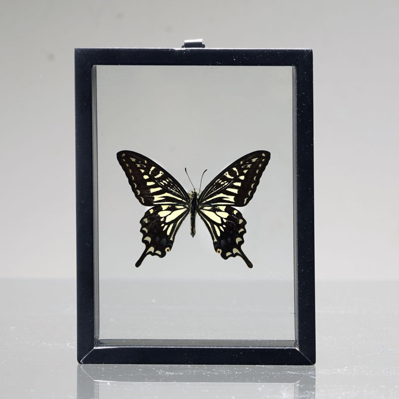 Papilio Xuthus papillon dans une boîte de présentation