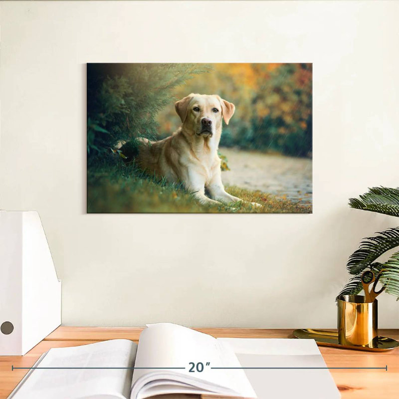 Brampt Labrador Retriever Mix, H 8 po x l 12 po