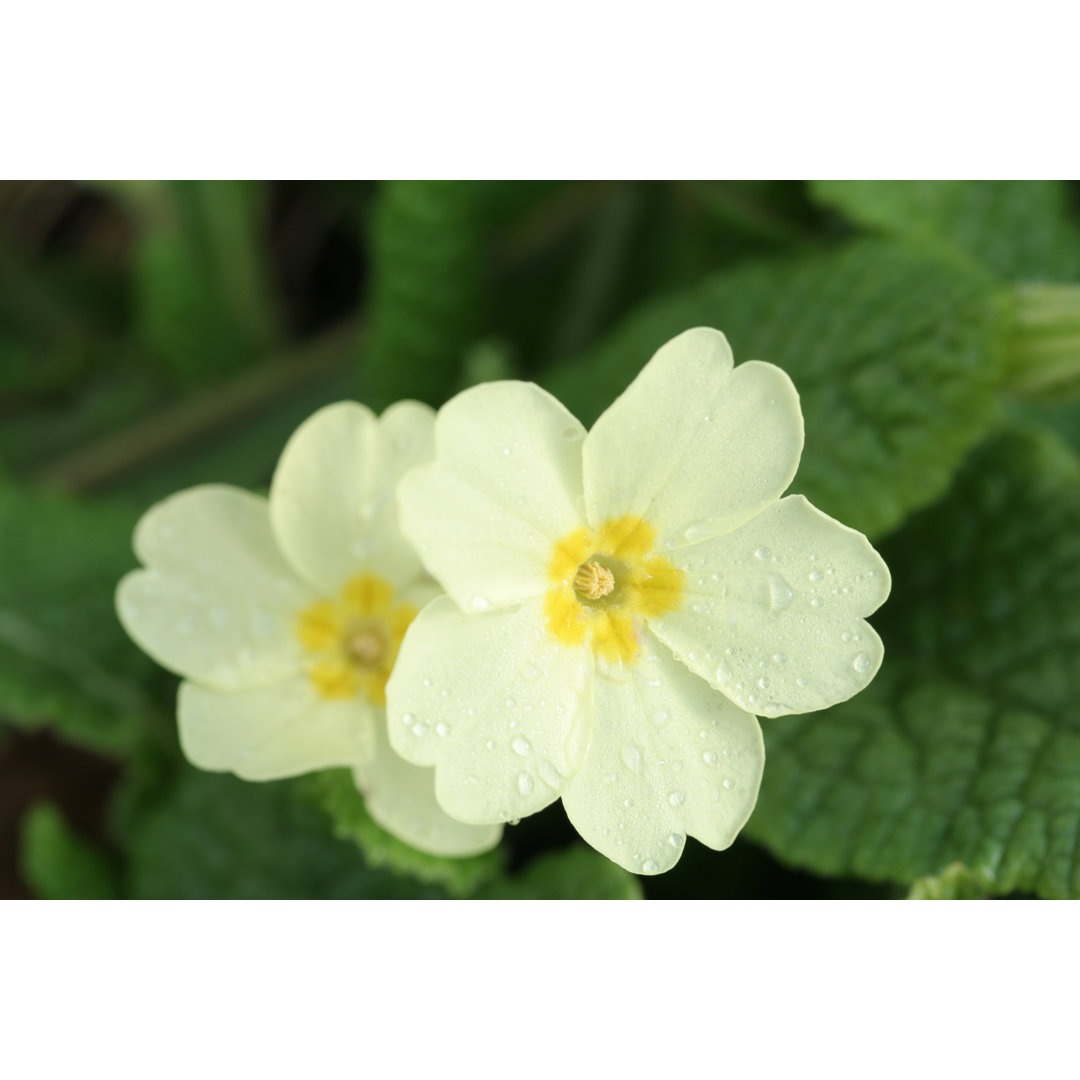 Naturallised Primroses von Hmproudlove - Druck