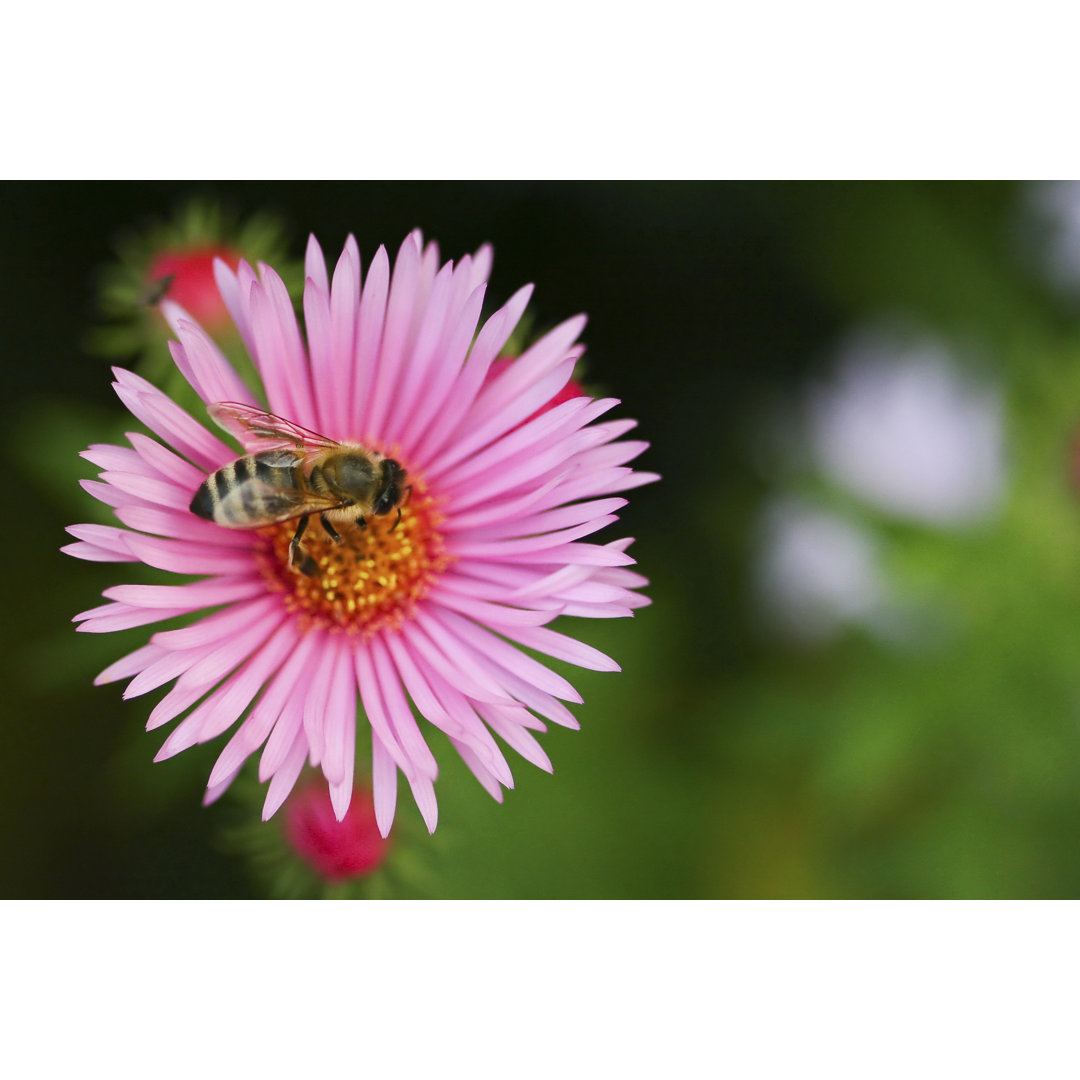 Eine Aster Blume mit Biene von IdealPhoto30 - Leinwanddrucke auf Leinwand