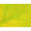 Autumn Leaf by Philippe Monthoux-65800282-132439360