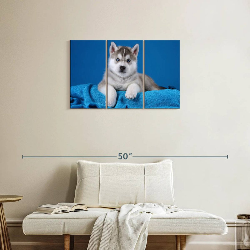 Chiot Husky aux yeux bleus Brampt, H 20 po x l 33 po