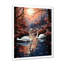 Cygnes et amour de cygne - Swans-97171256-134111976