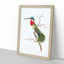 Stripe-Cheeked Hummingbird by George Shaw - Framed Print-55642223-55642224
