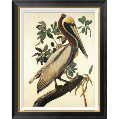 " Brown Pelican " by James Audubon