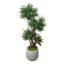 Boxwood Tree in Fiberstone Pot-2091172291
