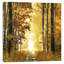 «Sunlit Forest I», impression sur toile-20893413-73160009-73160010