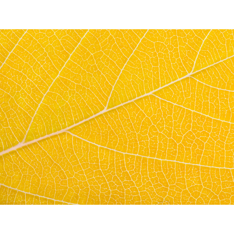 Autumn Leaf Print by Philippe Monthoux, 24" H x 32" W, Wrapped Canvas