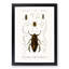 Beetle Illustrations PL.4 by Charles D'Orbigny Framed Print-55543850-55543855