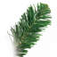 Sapin de luxe 2 'Oregon