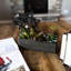 Plante grasse artificielle en bois
