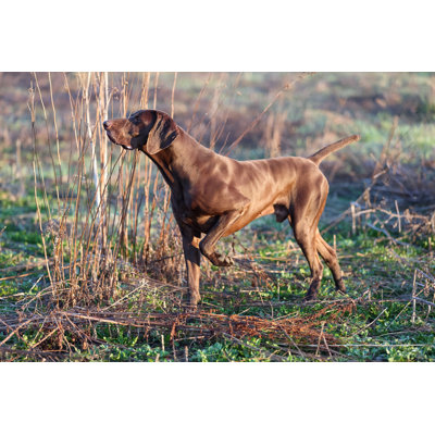 German Shorthaired Pointer 1 Piece Wrapped Canvas Wall Art