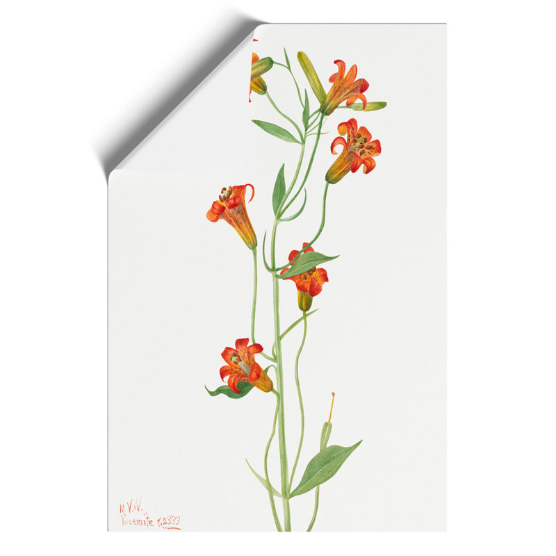 Small Tiger Lily by Mary Vaux Walcott - Frameless Print, 30cm H x 21cm W x 0.1cm D