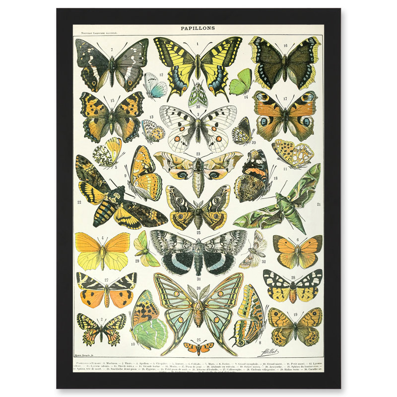 Butterflies Moths Lepidopterists by Adolphe Millot - Single Picture Frame Print