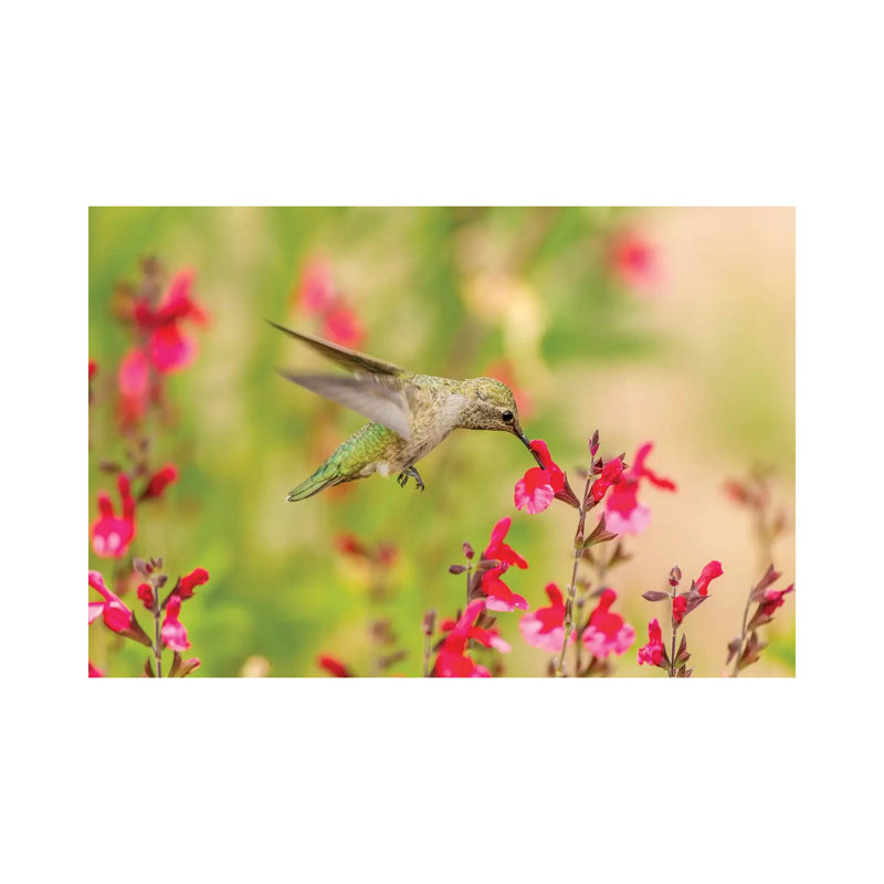 USA, Arizona, Desert Botanic Garden. Feeding Hummingbird. by Jaynes Gallery - Wrapped Canvas Gallery-Wrapped Canvas Giclée