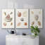 Pastel Knorr Shells VI 3 pièces-91891376-91891379