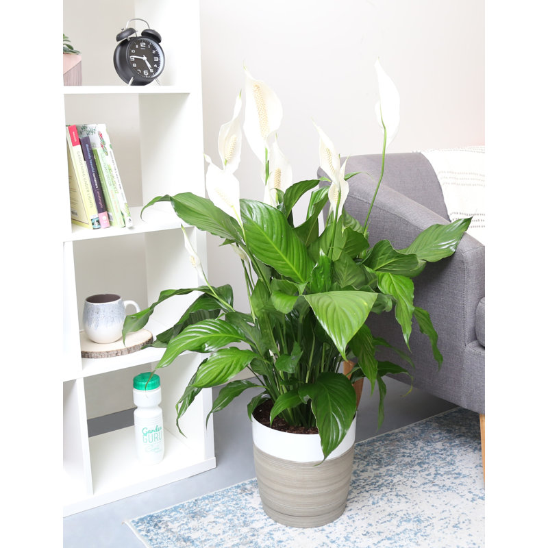 Peace Lily in Nursery Pot