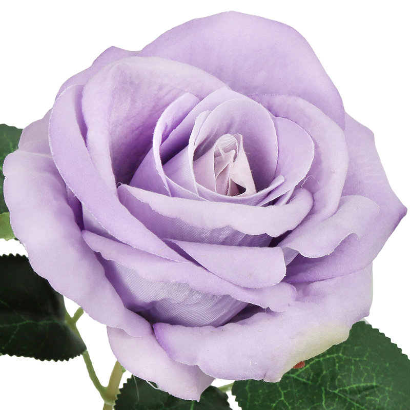 Velours rosier, Lavande