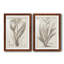 «Sepia Exotic Plants VII», ensemble de 2 reproductions d'art sur papier encadré-620715072-620715075