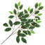 25.59cm Faux Ficus Plant-714720144