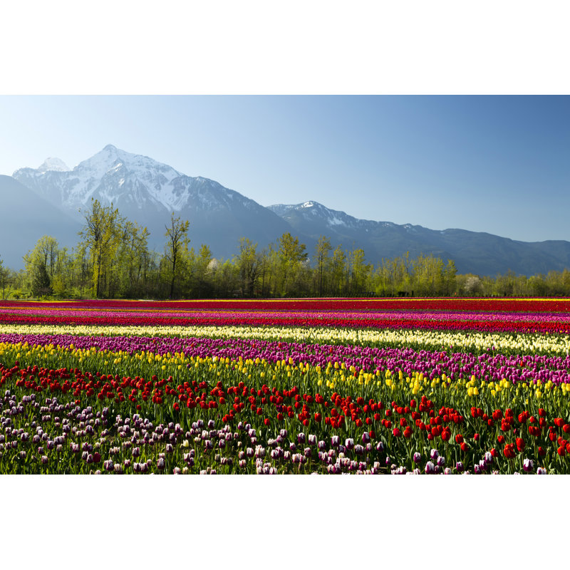 Champ de tulipes coloré par Laughingmango, H 8 po x l 12 po