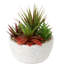 16cm Plant
