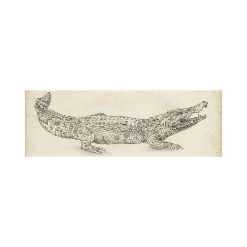 Crocodile Sketch by Ethan Harper - Wrapped Canvas Panoramic Print, 121.92 cm H x 40.64 cm W x 1.91 cm D