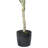 Vickerman Artificial Green Olive Tree in Black Planters Pot.-73286564