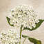 Hydrangeas II (Neutre) by Remy Dellal - Wrapped Canvas Print-424256770