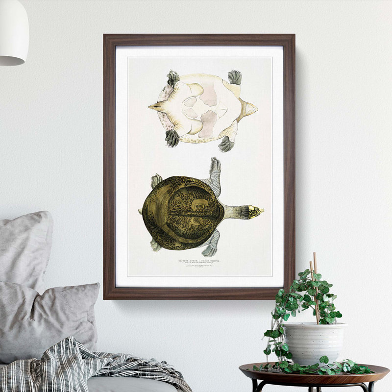 Hurum Trionyx Turtle by John Edward Gray - Framed Print, 48cm H x 36cm W x 2cm D, Walnut Framed