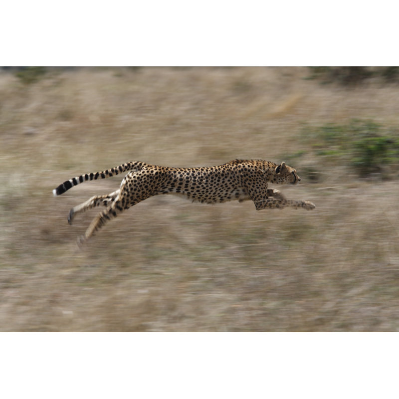 Guépard chassant par GP232, H 12 po x l 18 po