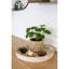 Anca 28cm Pelia Plant