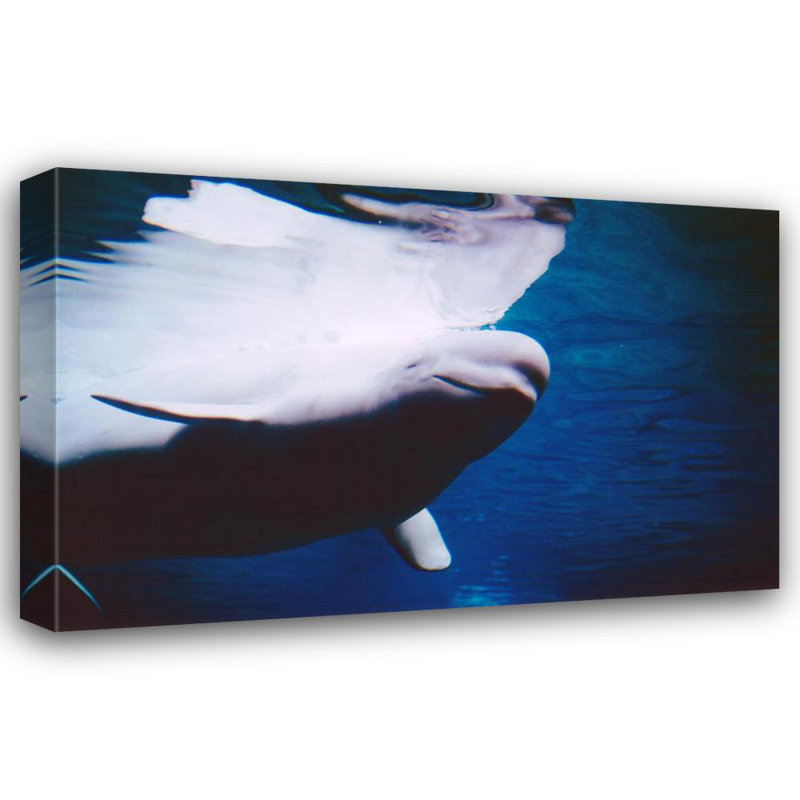 Baleines bélugas nageant sous l'eau, H 15 po x l 24 po