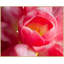 Pink Tulip Print by Lillian August