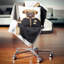 Coussin décoratif boxer animal-30745517-30745521