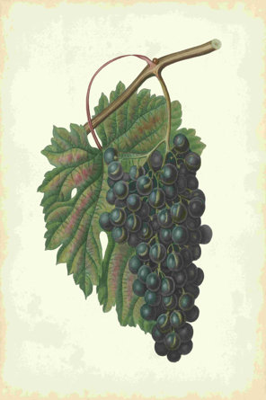Plantation Grapes I