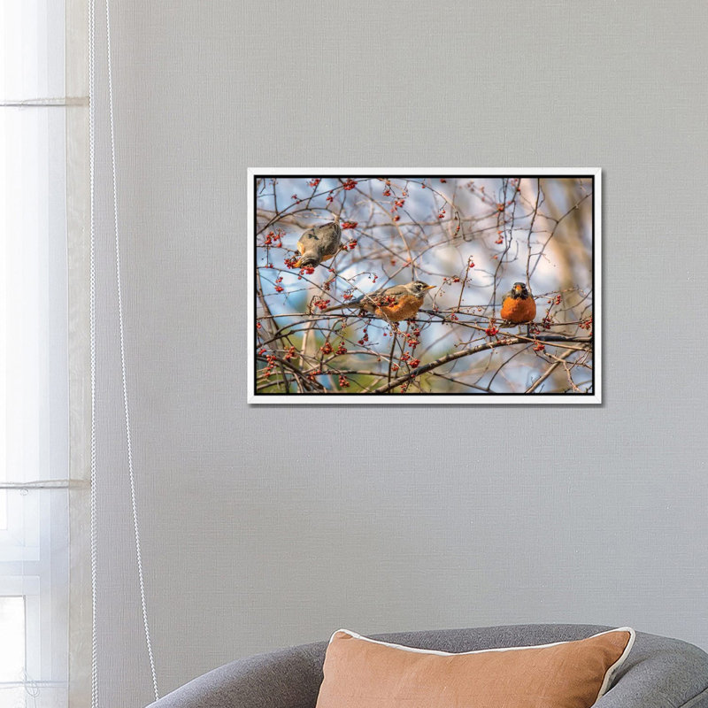 Spring Robins II by David Gardiner - Print on Canvas, White Framed, 66.04 cm H x 45.72 cm W