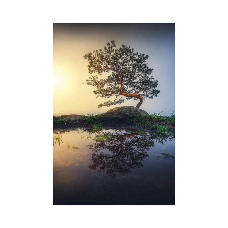 Bonsai by Lauri Lohi - Wrapped Canvas Print, 20.32 cm H x 30.48 cm W
