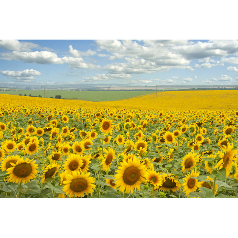 Sunflower Field by Nomadsoul1 - Wrapped Canvas Print, 30cm H x 46cm W x 3.8cm D