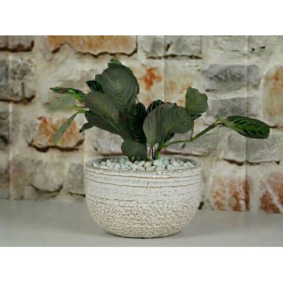 Pebble Beach Bowls