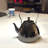 Small Kettle with Removable Infuser 1.6-qt.