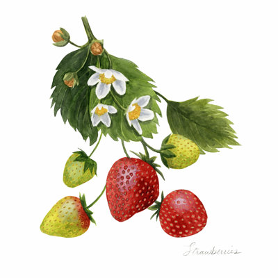 Étude de fraises I