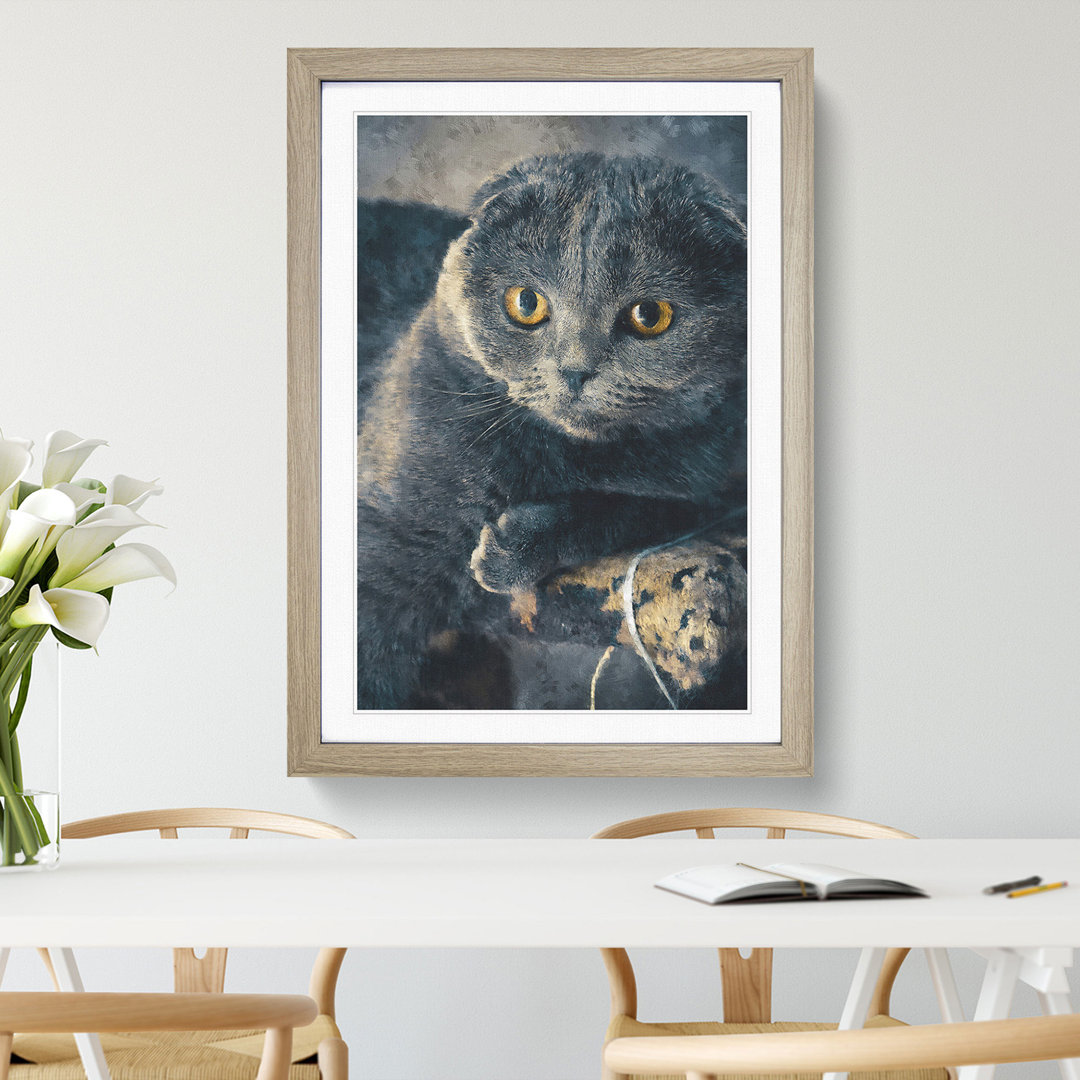 Scottish Fold Cat - Framed Print