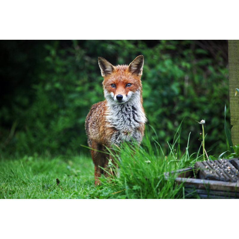 Female Red Fox by Claire Wood - Wrapped Canvas Print, 30cm H x 46cm W
